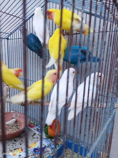 Love Birds Full breeder Pairs