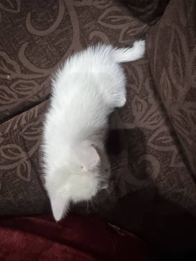 Persian double coated cat