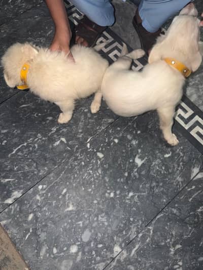 Rusian puppy for Sale beautifull dogs. family puppy caring partner