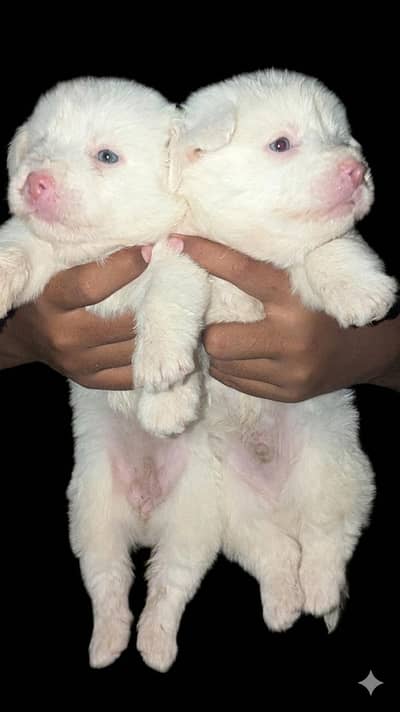 Shidzu pudal baby for sell in low price.