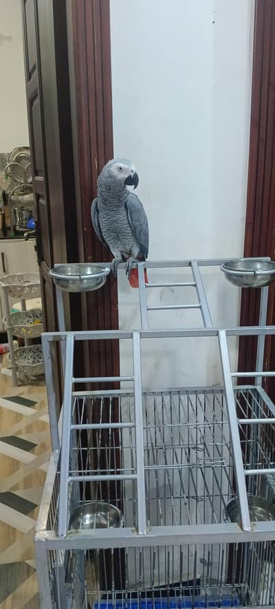 talking parrot
