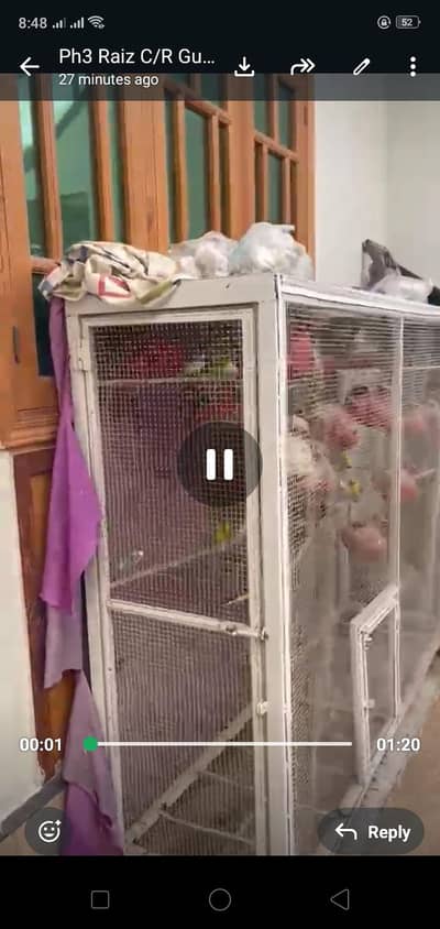 parrots with cage36 +