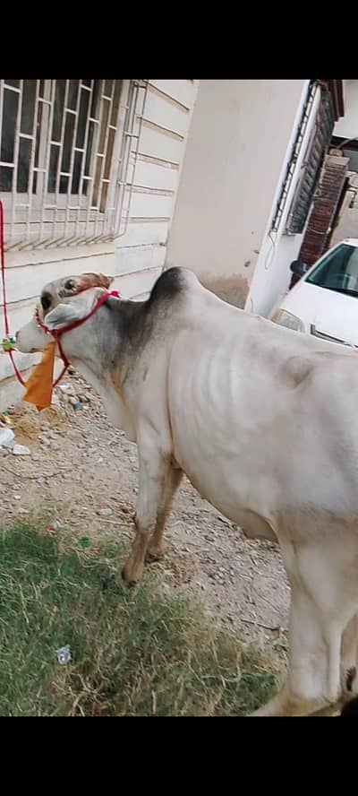 Cow hissa Available