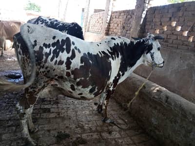 I sell cow 8 month pragnet argent