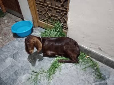Baqra for Sale