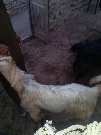 دوندے