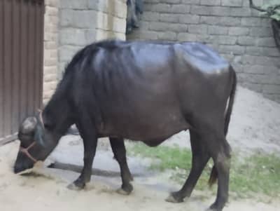 Buffalo qurbani animal