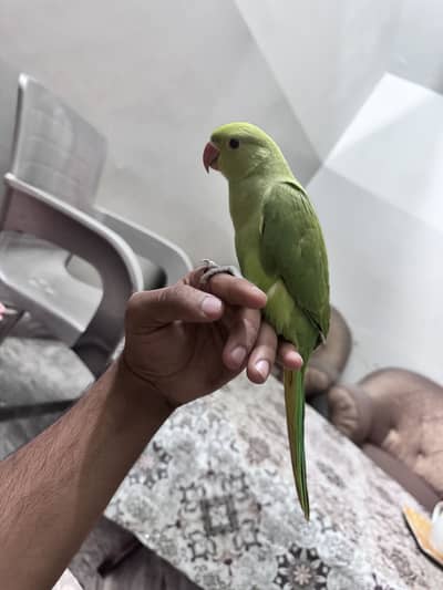 Tamed baby parrot and one big talking parrot