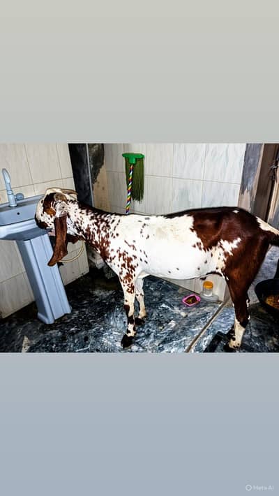 Best for Qurbani 2026