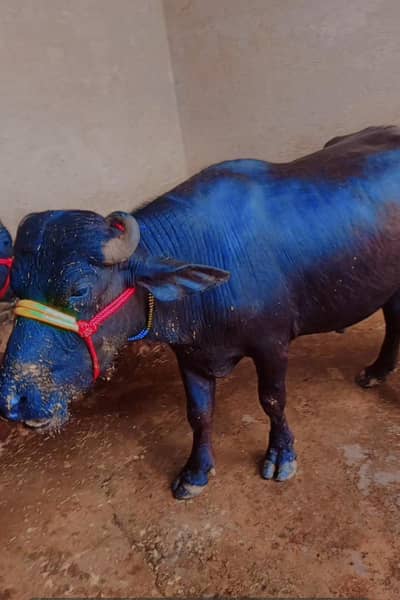 Qurbani male Buffalo available for sale