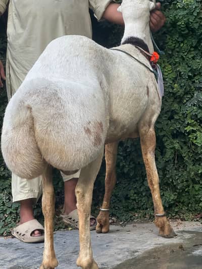 Beautiful dunba for sale