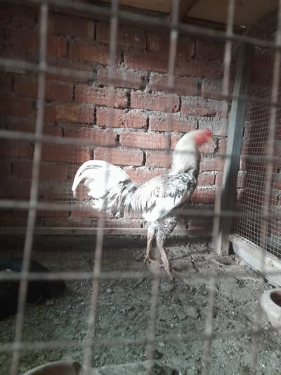 sale of hens imported birds