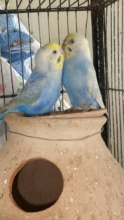 RAINBOW BUDGIES AVAILABLE