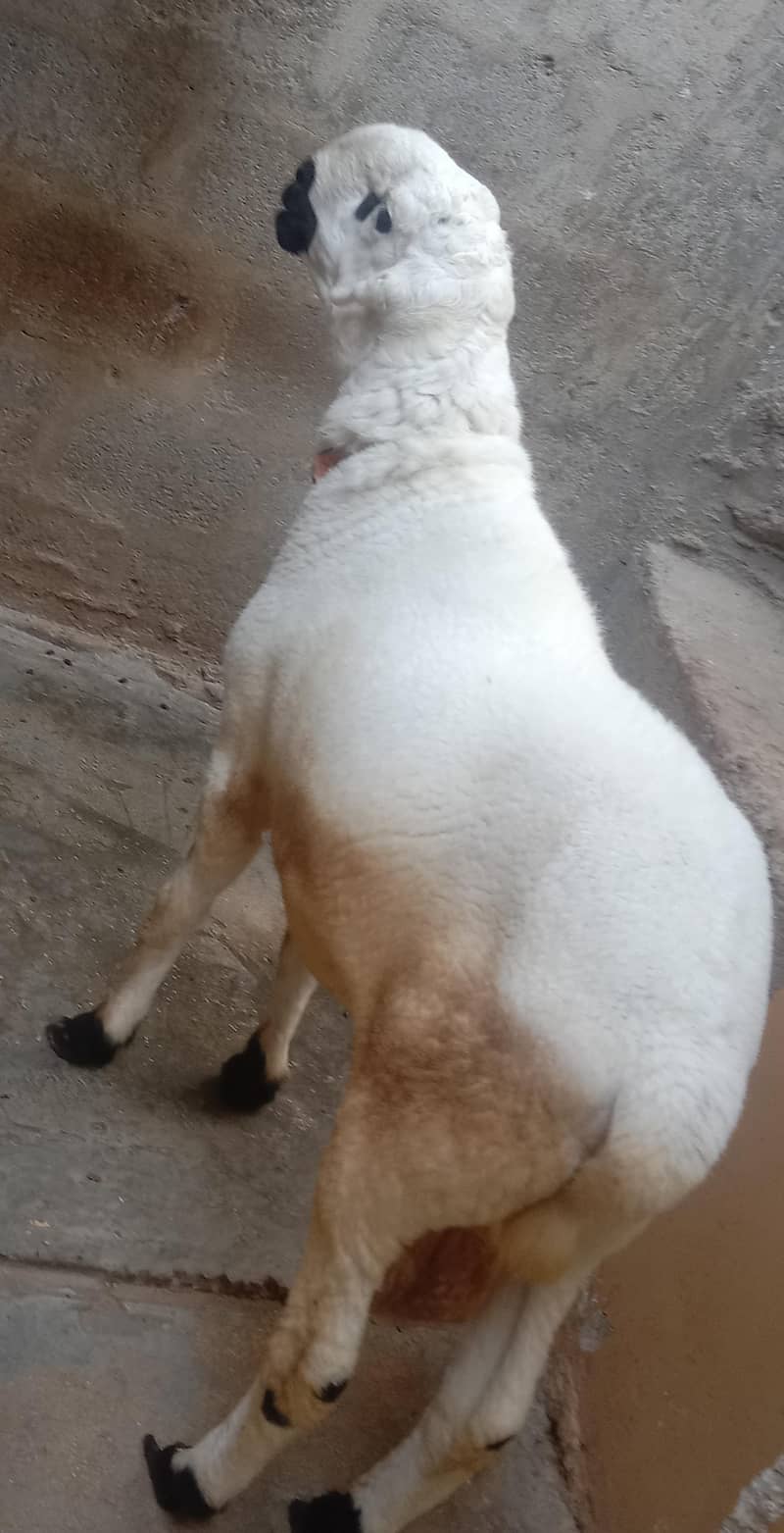dumba 0