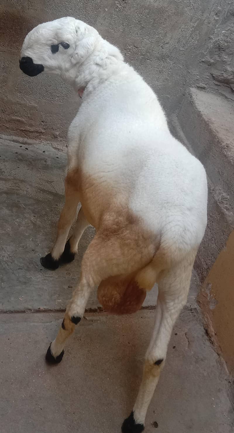 dumba 1