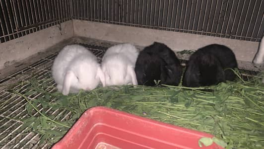 Holland lop punch face bunnies top quality