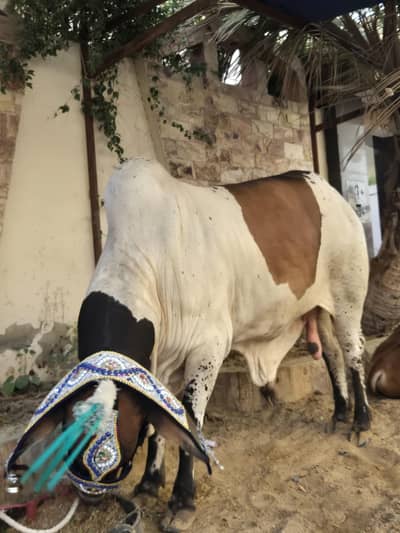 Bachra  For sale 2 dant