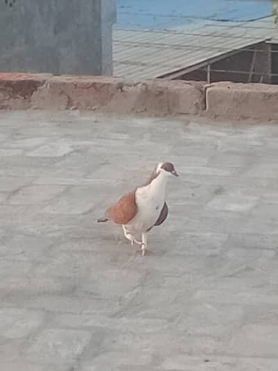 Cute Baby Pigeon For Sale  Healthy & Active Chick