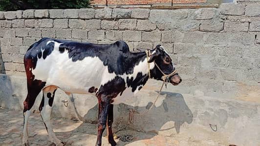 Qurbani ky liy for sale