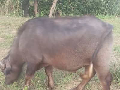 Catta for sell