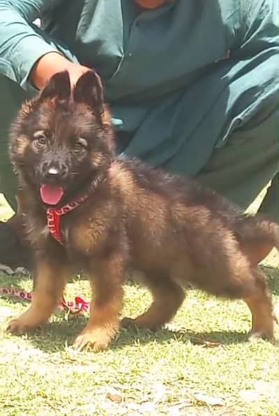 syeble garman shepherd long caot male show quality healthy and active