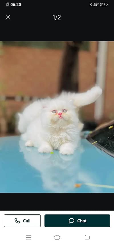 Persian cat for sale male or female my WhatsApp 321=43=90746