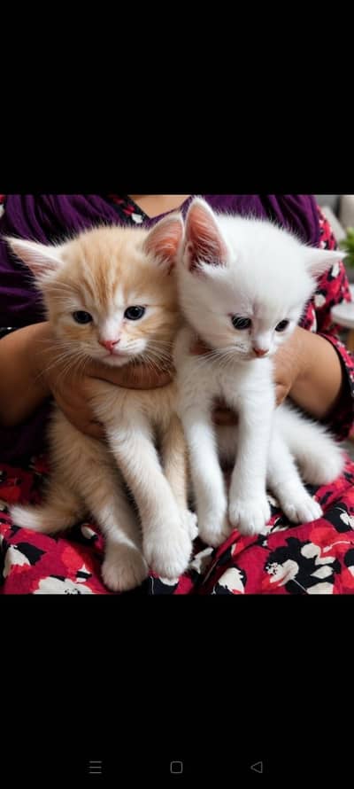 For sale male female available