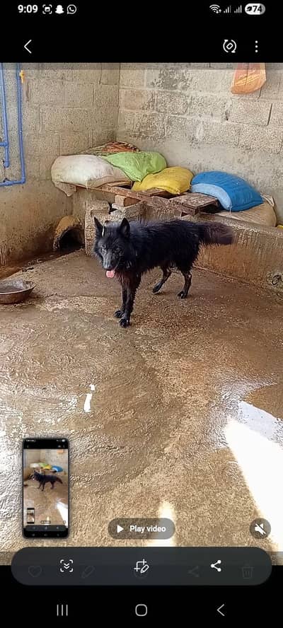 black German shepherd
