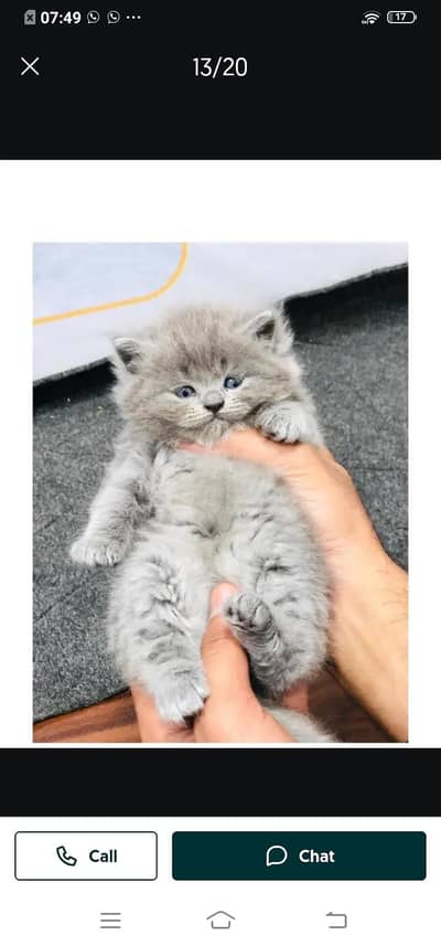 Persian cat for sale male or female my WhatsApp 321=43=90746