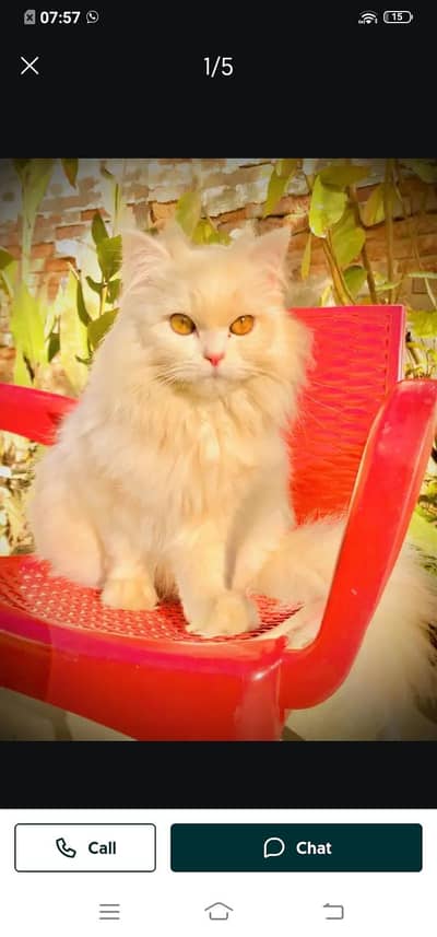 Persian cat for sale male or female my WhatsApp 321=43=90746
