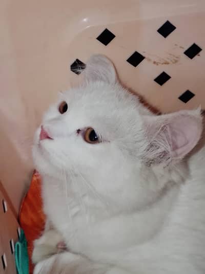 Kitten for sale