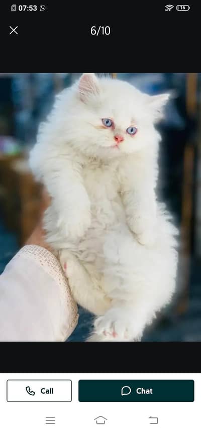 Persian cat for sale male or female my WhatsApp 321=43=90746