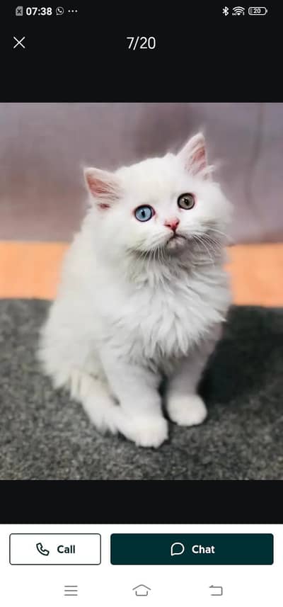 Persian cat for sale male or female my WhatsApp 321=43=90746