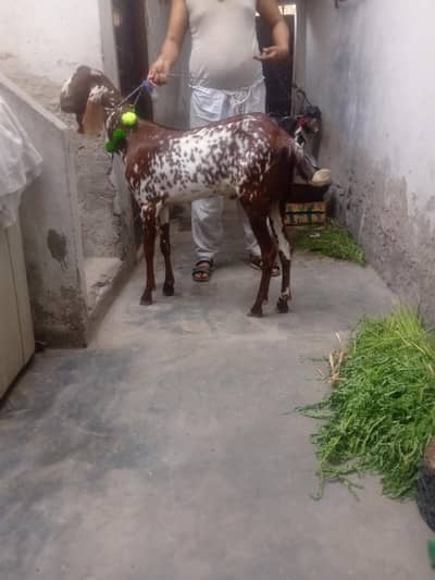 do dant khasi Bakra for kurbani arjunt sel need money 03236015034