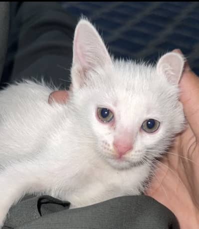 White Persian 2 cot baby
