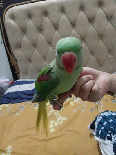 raw parrot female one year age  papa. mithu  bolti ha ti ha
