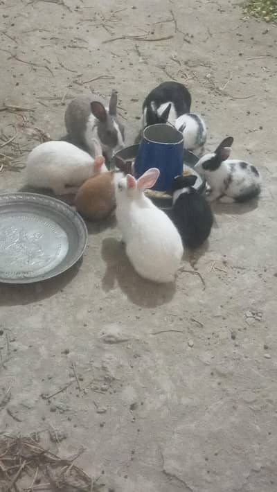 rabbit  for sale