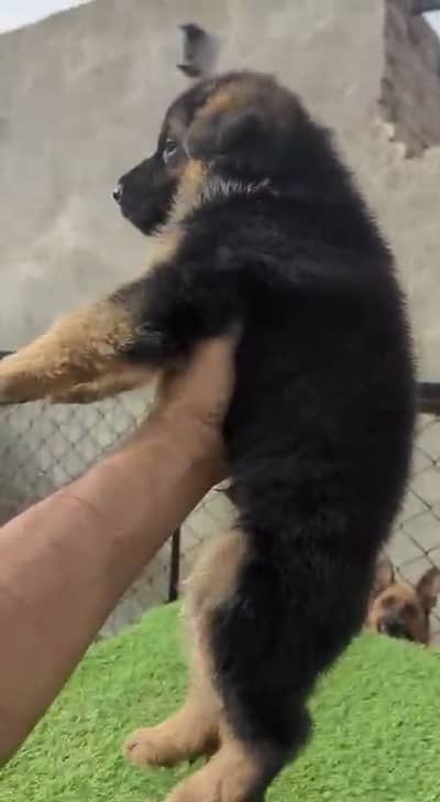 German shepherd dog