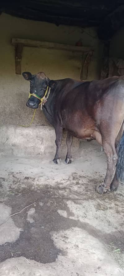 Cow for Qurbani