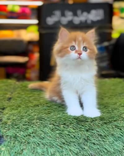 Persian Cat Billi Persian Kitten 3 kot Cat baby  0з48/O29/O146 ωtsp