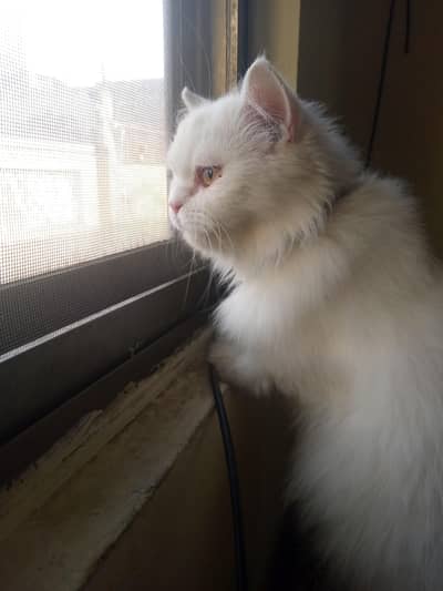 Aya or la lagaya