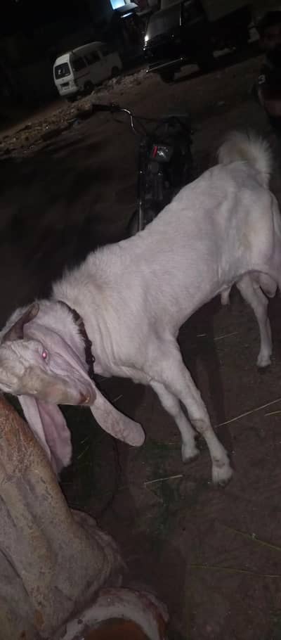 Pure Gulabi Bakra