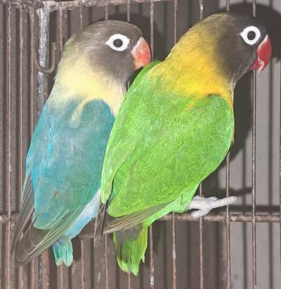 [Yellow Chest Holland Bloodline + Parblue Personata) pair. 03116130712
