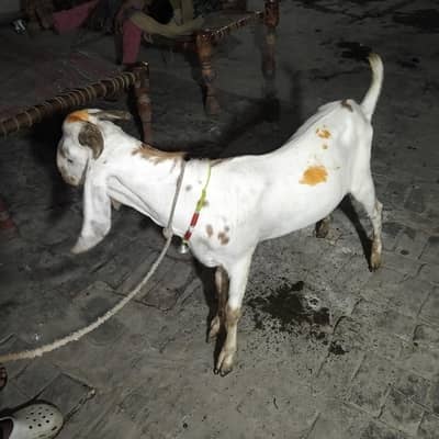 قربانی کے لیے بکرا