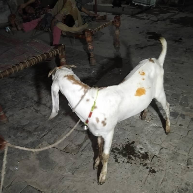 قربانی کے لیے بکرا 1