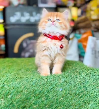 Persian Cat Billi Persian Kitten 3 kot Cat baby  0з48/O29/O146 ωtsp