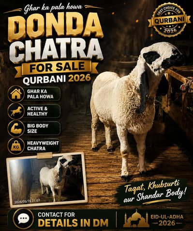 pure Noor puri kajla  Ghar ka pala Howa fresh do dant sale for qurbani