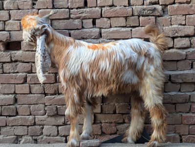 mashallah 2 Dant khubsurat Bakra for sale
