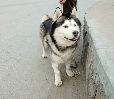 Siberian Husky