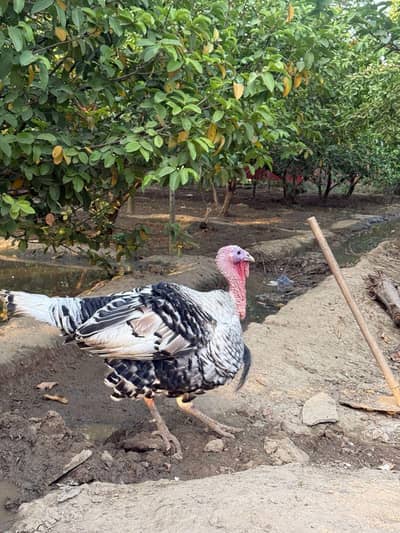 turkey bird pair full adult